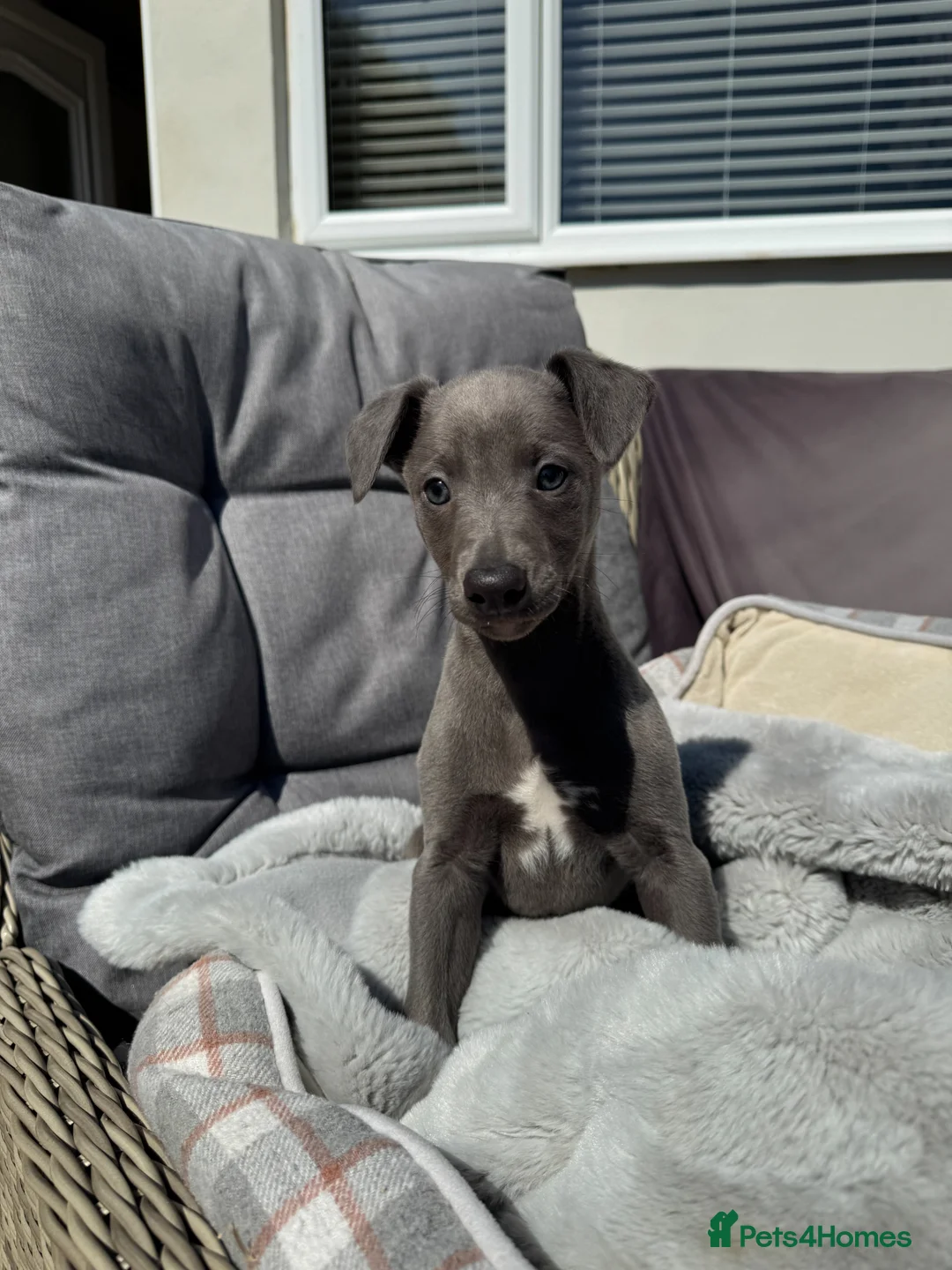Whippet dogs for sale: Blue Whippet Boy Pup Ready Now - Advert 1