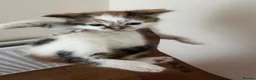 Domestic Shorthair cats for sale:     6-Month-Old Female Calico For Sale  in London - Advert 4