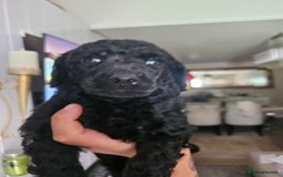 Standard Poodle dogs for sale: Stunning 5* Standard chunky poodle puppies 🐶  - Image 10