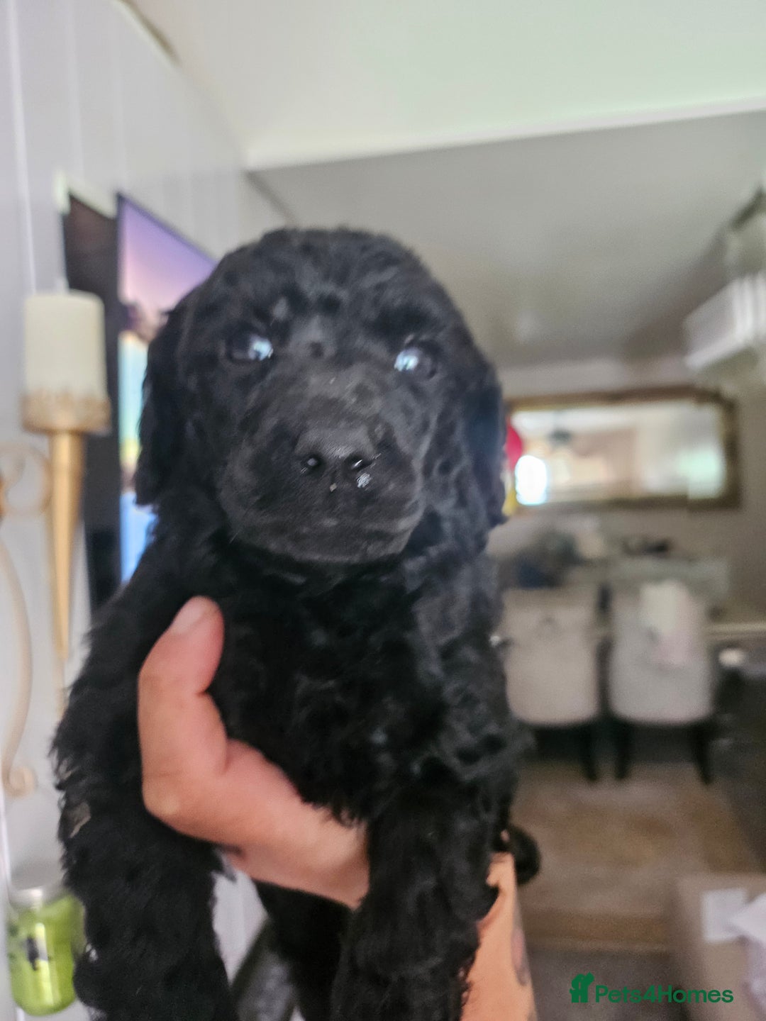 Standard Poodle dogs for sale: Stunning 5* Standard chunky poodle puppies 🐶  - Image 10