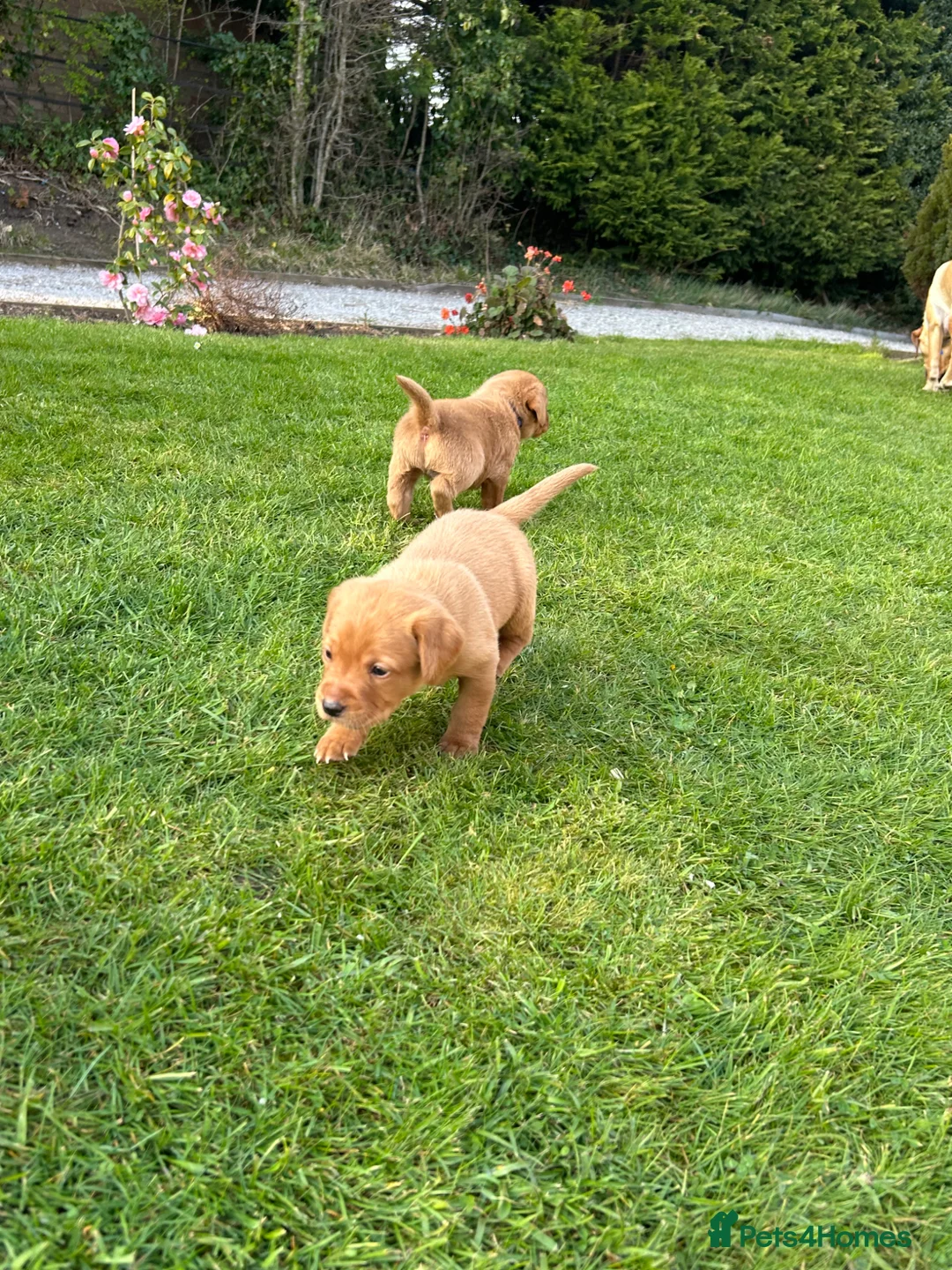 Labrador Retriever dogs for sale: 8 Labrador retriever puppies for sale - Advert 2
