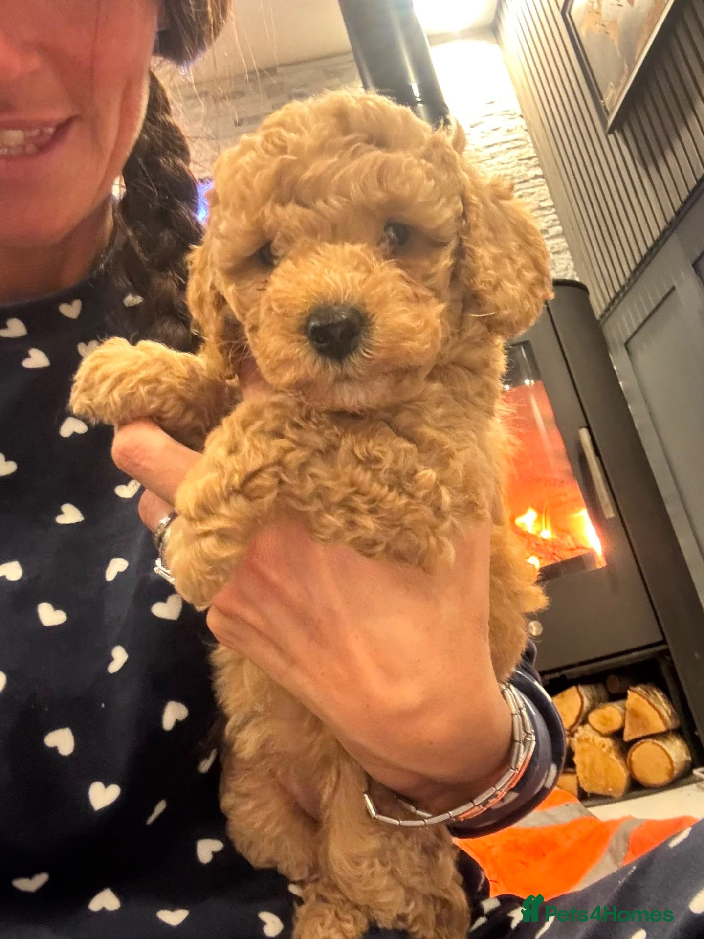 Cockapoo dogs for sale: STUNNING RED COCKAPOO PUPPIES - Advert 1