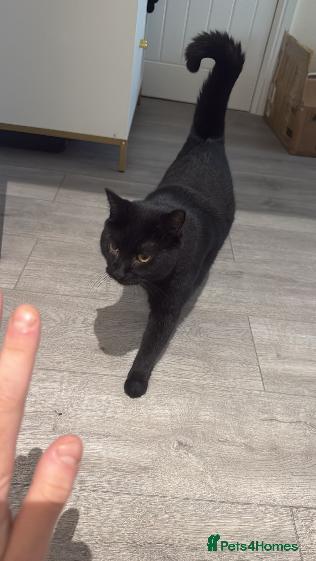 Mixed Breed cats for sale: Luna  - Advert 5