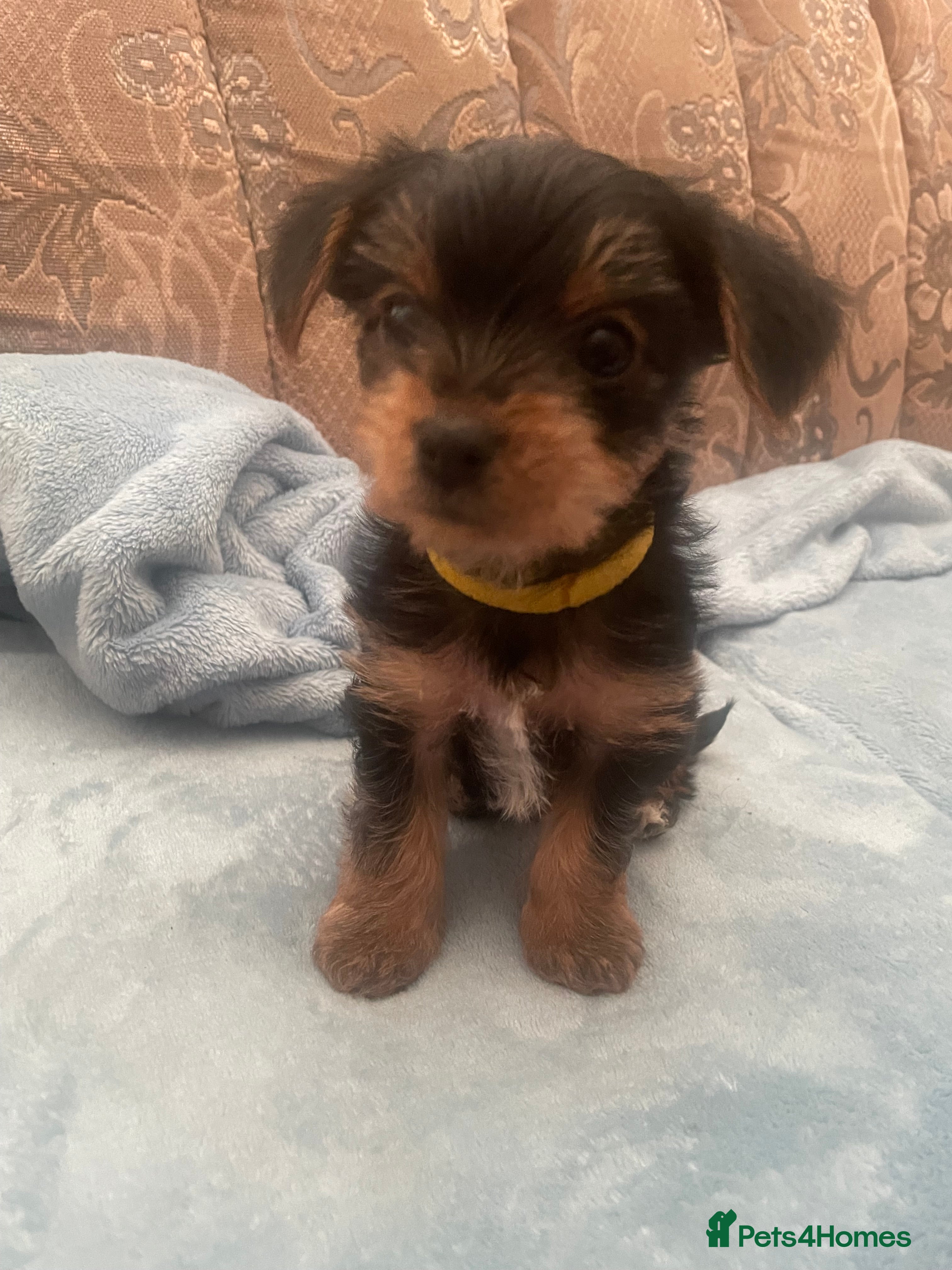 Yorkshire Terrier dogs Yorkshire Terrier puppies 🐶  - Advert 6