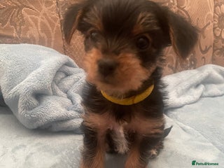 Yorkshire Terrier dogs Yorkshire Terrier puppies 🐶 - Advert 7