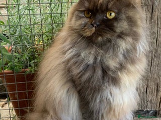 British Longhair cats - Advert 2