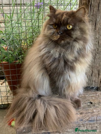 British Longhair cats - Advert 1