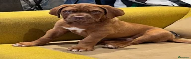 Mathilda - Beautiful Female Dogue de Bordeaux Looking for a Loving Forever Home