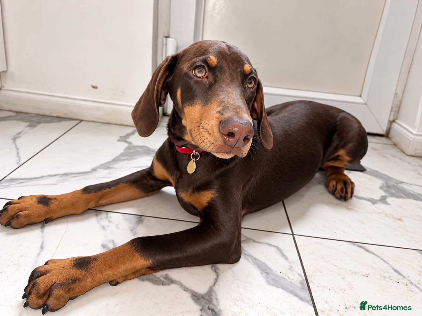 Dobermann dogs 🐾 Top Quality Male & female 🐾  - Advert 1