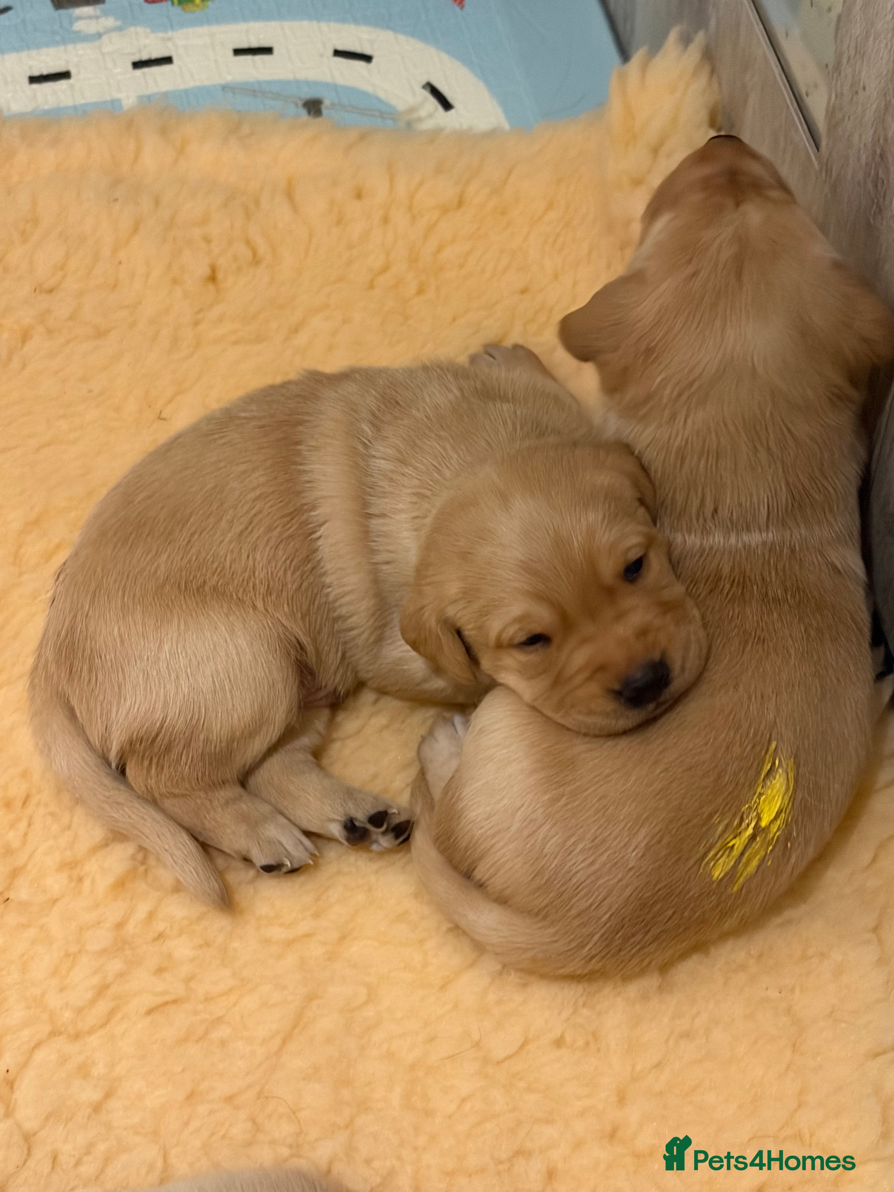 Labrador Retriever dogs BEAUTIFUL KC REG YELLOW LABRADOR PUPPIES  - Advert 3