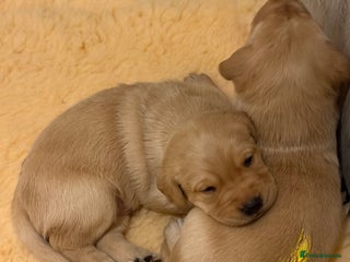 Labrador Retriever dogs BEAUTIFUL KC REG YELLOW LABRADOR PUPPIES - Advert 6