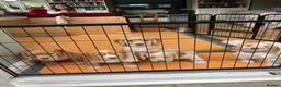 Cocker Spaniel dogs for sale: KC Lemon Roan Cockers from Champion Lines in Ellon - Advert 10