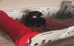 Labrador Retriever dogs for sale: Labrador Puppies  - Image 5