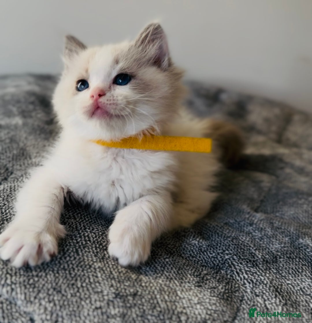 Ragdoll cats for sale: 💙🐾Tica full Pedigree🐾EU Ragdoll 🐱🐾DNA Clear - Image 6