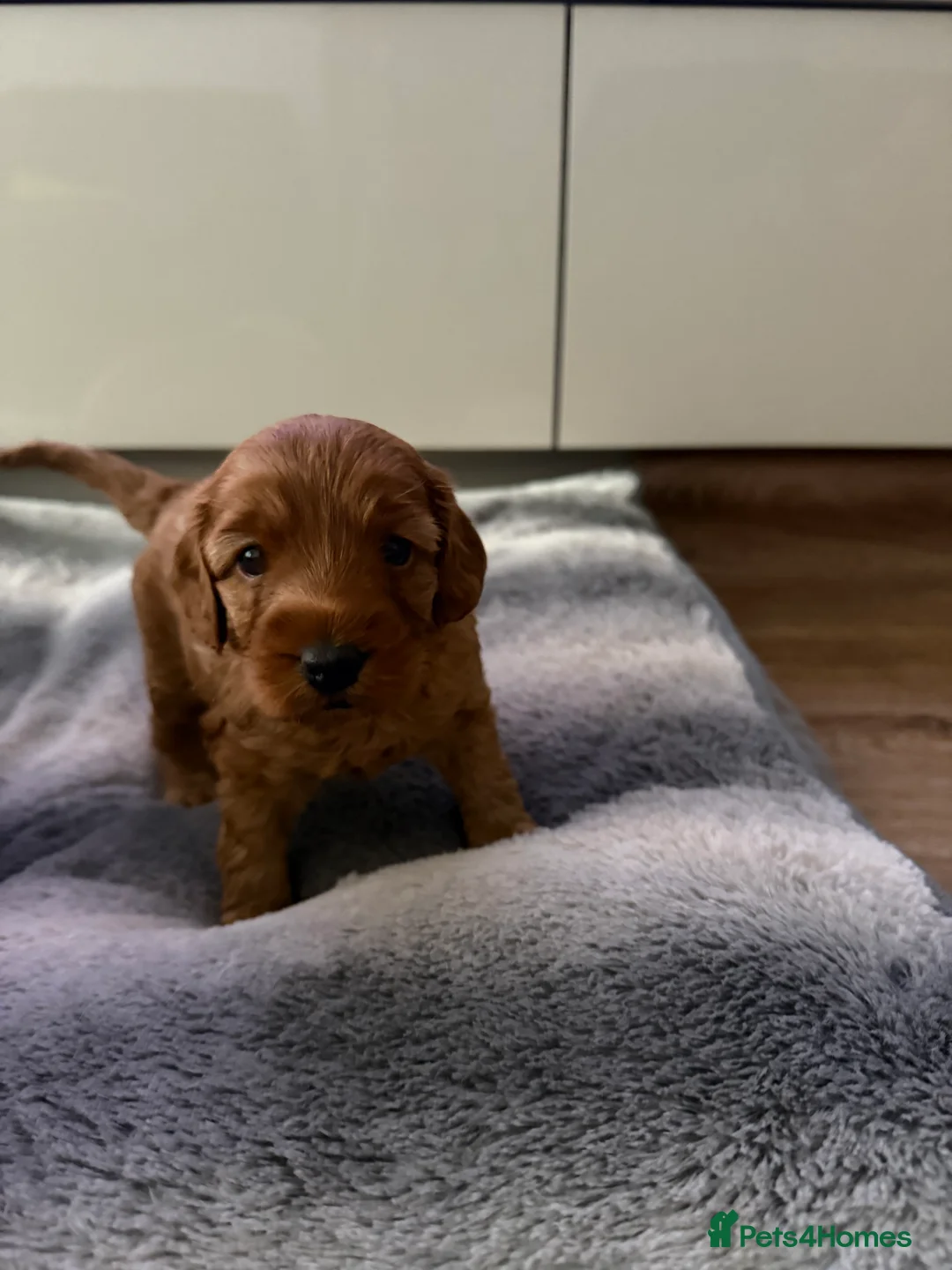 Cockapoo dogs for sale: F1 B cockapoo Puppy female  - Advert 6