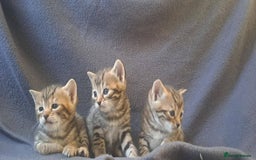 Bengal cats for sale: 3 Left- Beautiful litter of Bengal kittens  - Image 39