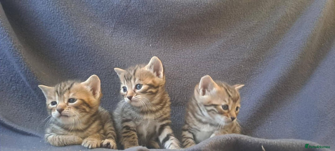 Bengal cats for sale: 3 Left- Beautiful litter of Bengal kittens  - Image 39