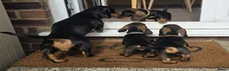 Miniature Dachshund dogs for sale: £1250 **Ready now** Mini dachshund puppies - Advert 6