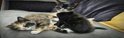 Mixed Breed cats for sale: 3 Lovely Kittens READY FOR A NEW HOME NOW !!! in West Drayton - Advert 20
