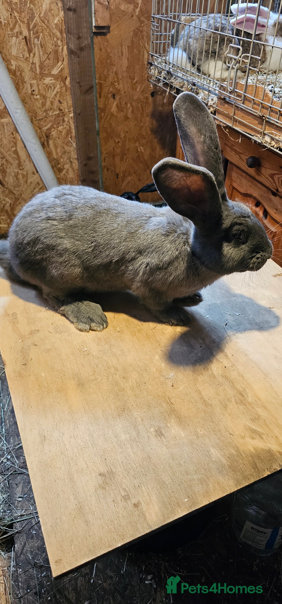 Continental Giant rabbits for sale: Continental Giants Merle - Image 24