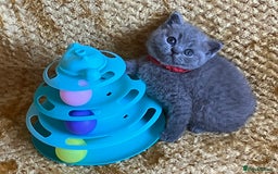 British Shorthair cats for sale: GCCF registered ChampionBloodline 5GENpedigree BSH - Image 2