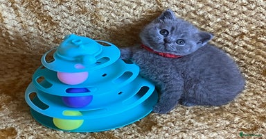 British Shorthair cats - Advert 7