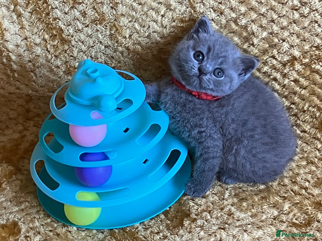 British Shorthair cats for sale: GCCF registered ChampionBloodline 5GENpedigree BSH - Image 2