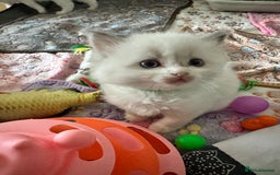 Ragdoll cats for sale: Gorgeous Litter of ragdolls ready 10/10/25 - Image 2