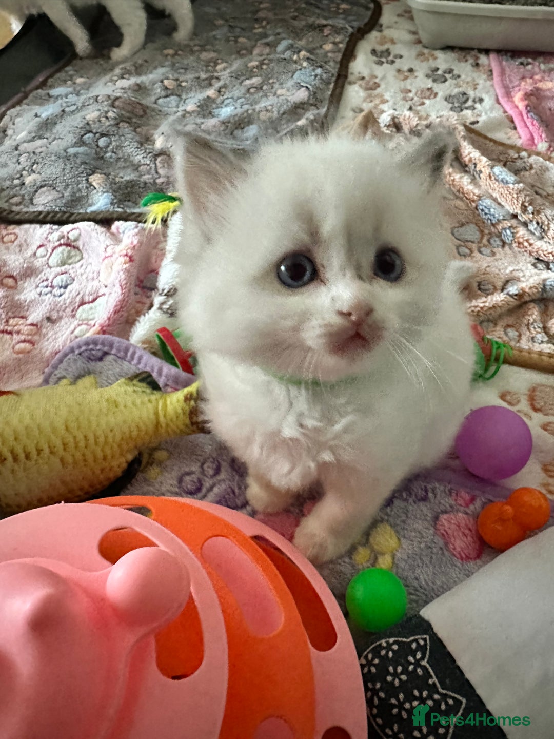 Ragdoll cats for sale: Gorgeous Litter of ragdolls ready 10/10/25 - Image 2