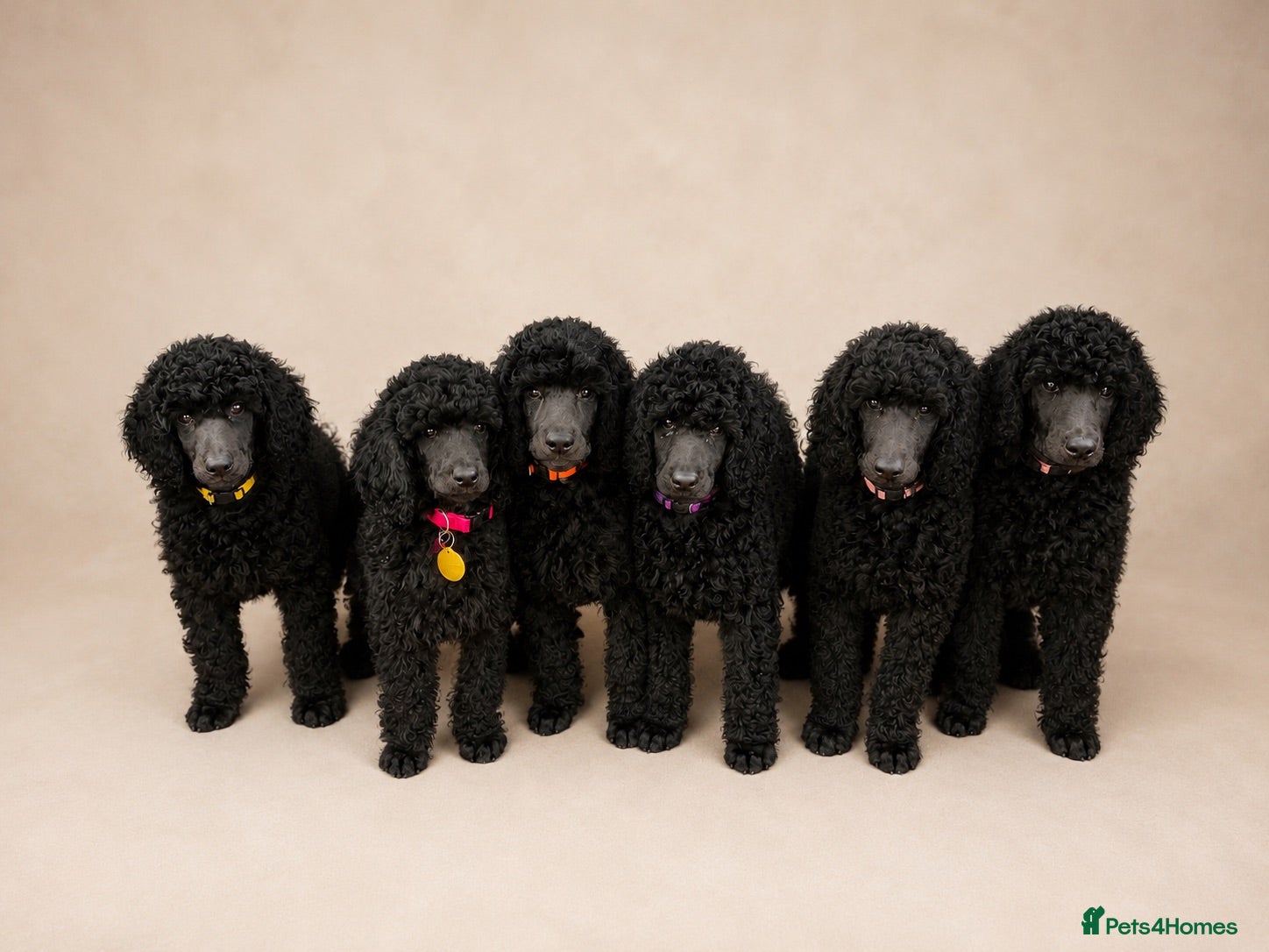 Standard Poodle dogs Showbred Standard Poodle Puppies - Advert 15