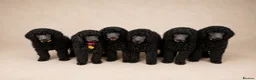 Standard Poodle dogs for sale: Showbred Standard Poodle Puppies - Advert 2