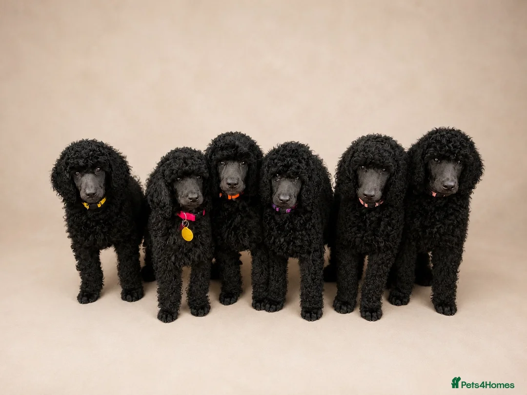 Standard Poodle dogs for sale: Showbred Standard Poodle Puppies - Advert 2