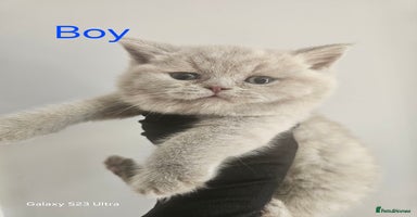 British Shorthair cats - Advert 6