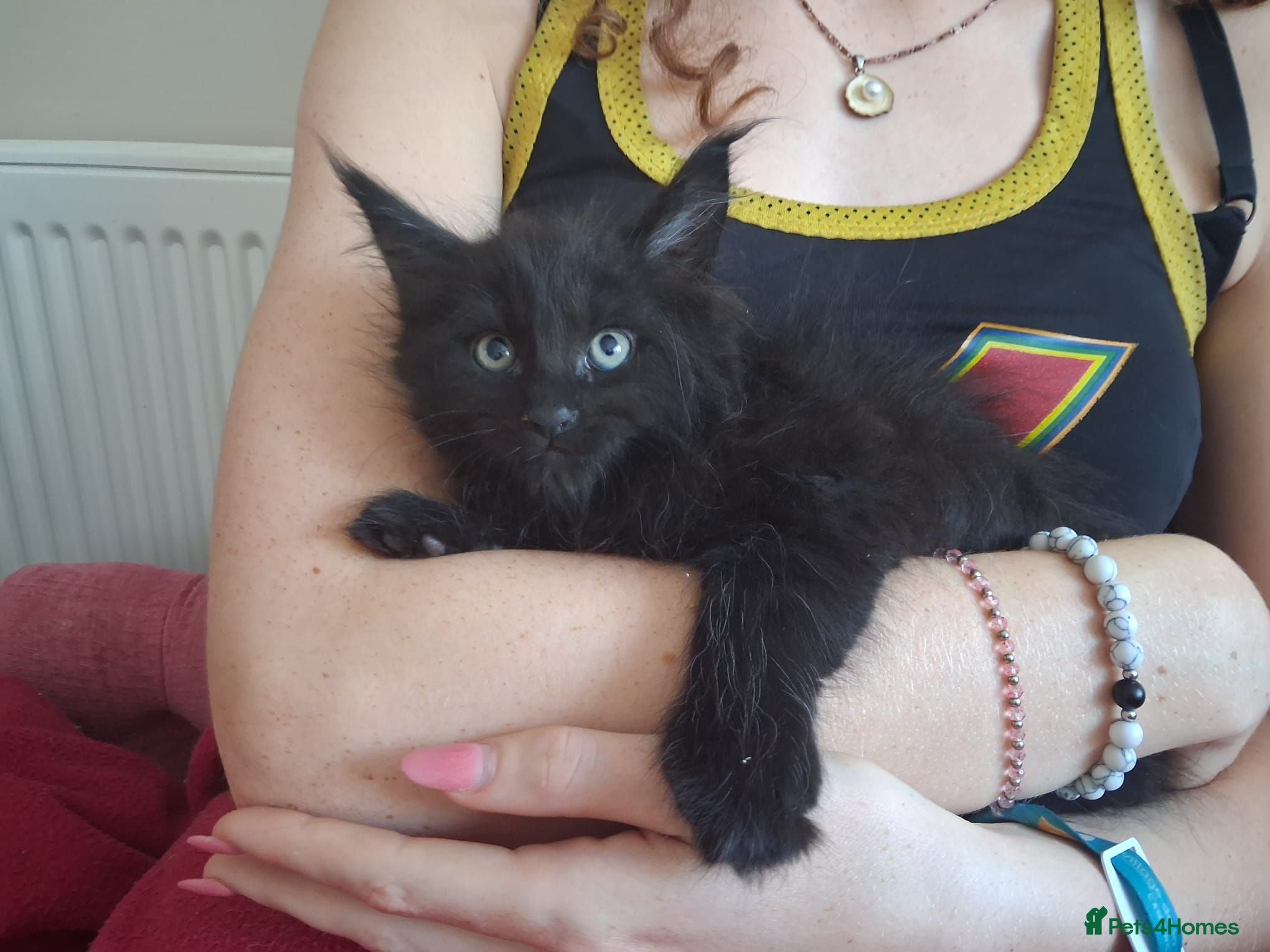 Maine Coon cats Black smoked PANTHERS!! 😍 - Advert 2