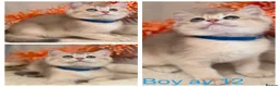 British Shorthair cats for sale: British shorthair blue/black golden kittens GCCF  - Advert 14