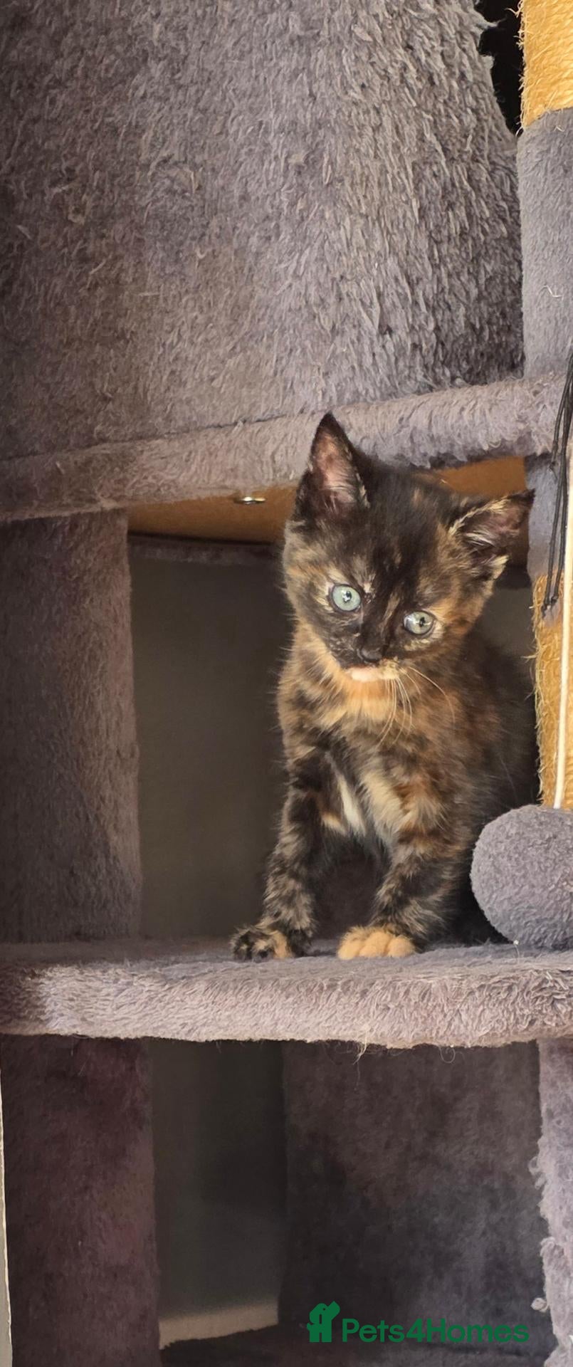 Mixed Breed cats Maincoon x British short hair  - Advert 17