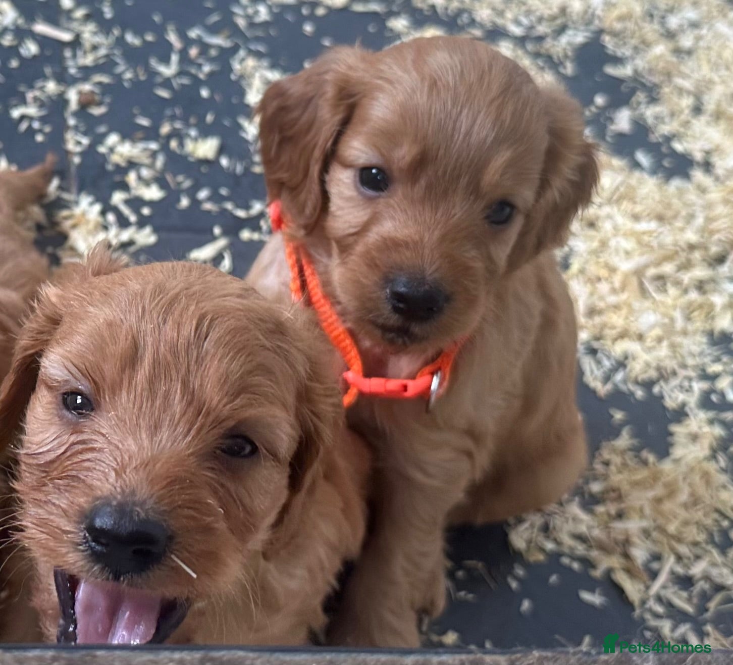 Cockapoo dogs F1 playful cockapoo boys ready 16 July  - Advert 15