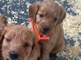 Cockapoo dogs F1 playful cockapoo boys ready 16 July - Advert 15