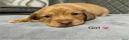 Dachshund dogs for sale: Stunning Standard Dachshund Puppies (Daxi) - Advert 10