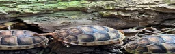 Tortoise reptiles for sale: Baby Marginated Tortoise 2026 Hatchlings - Advert 1