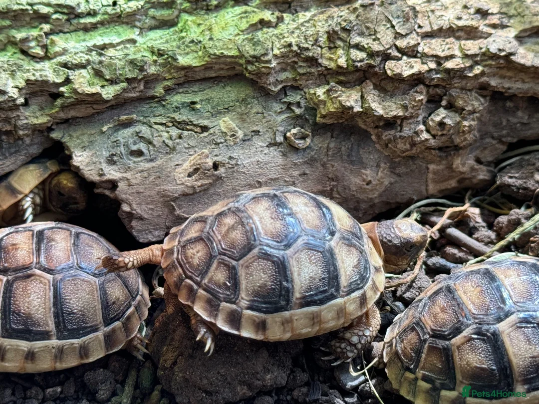 Tortoise reptiles for sale: Baby Marginated Tortoise 2026 Hatchlings - Advert 1
