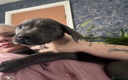 Cane Corso dogs for sale: Cane corso - Advert 2