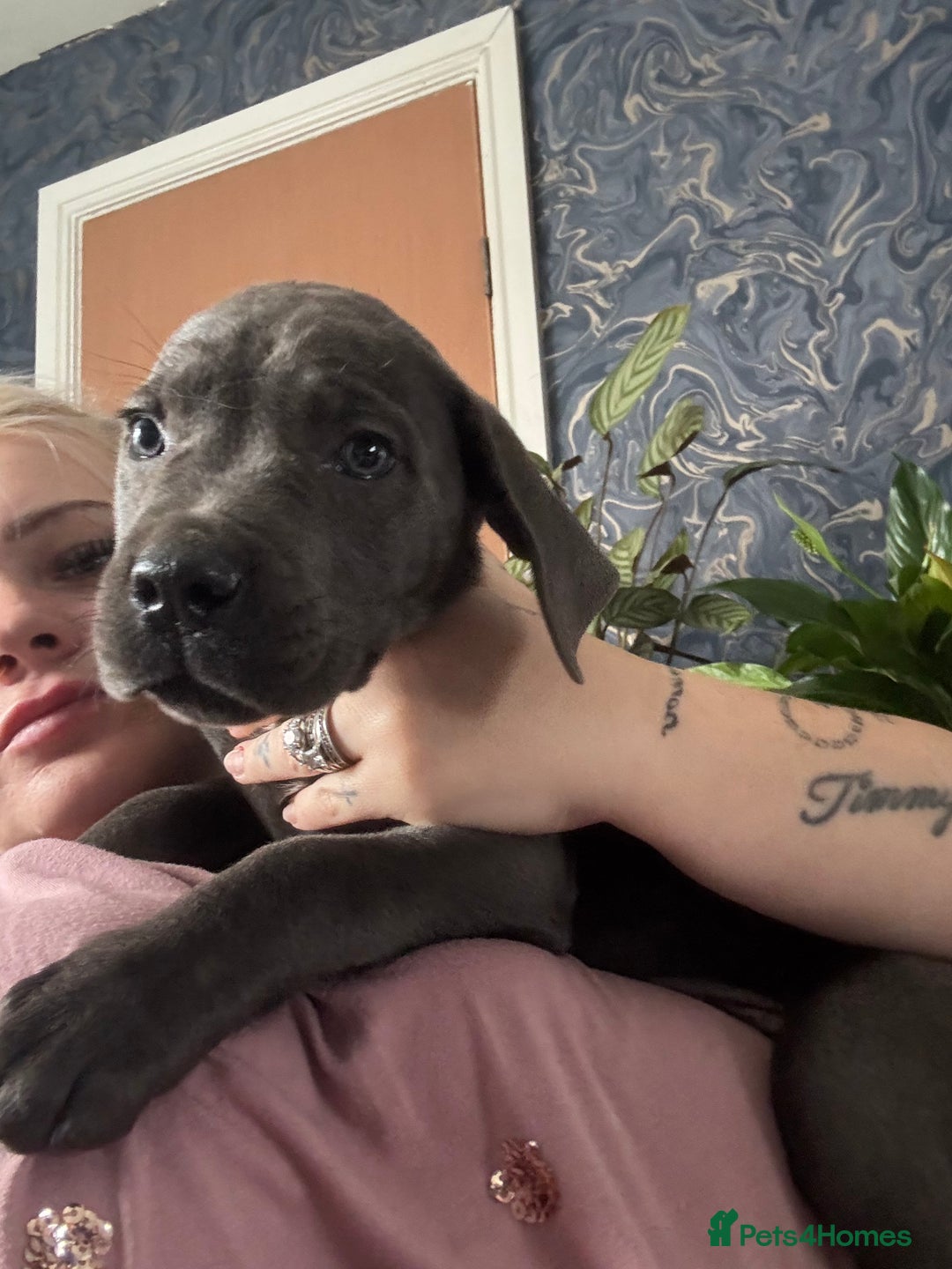 Cane Corso dogs for sale: Cane corso - Advert 2