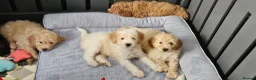 Mini Goldendoodle dogs for sale: F2B MINIATURE GOLDENDOODLES 🐾 FULLY VACCINATED ❤️ - Advert 14