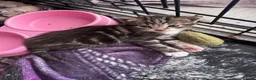 Mixed Breed cats for sale: 8 beautiful kittens  in Retford - Advert 7