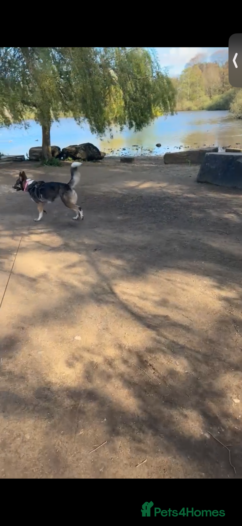 Mixed Breed dogs for sale: German shepherd Border collie cross - Advert 9