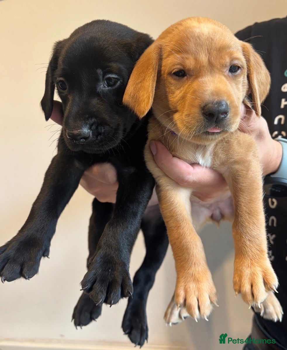 Labrador Retriever dogs ✓KC ✓DNA Clear ✓Exellent Hips/Elbows✓Working lines - Advert 1