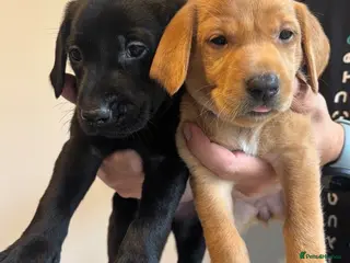 Labrador Retriever dogs ✓KC ✓DNA Clear ✓Exellent Hips/Elbows✓Working lines - Advert 1