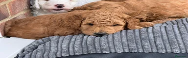 Australian Labradoodle Puppy 3