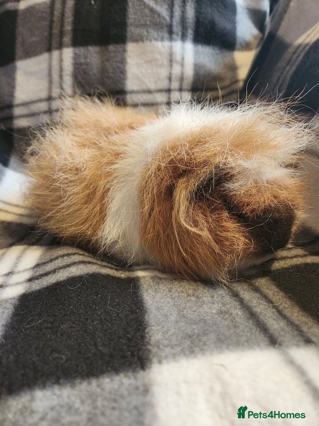 Guinea Pig rodents for sale: 2 male swiss guinea pigs - Advert 8